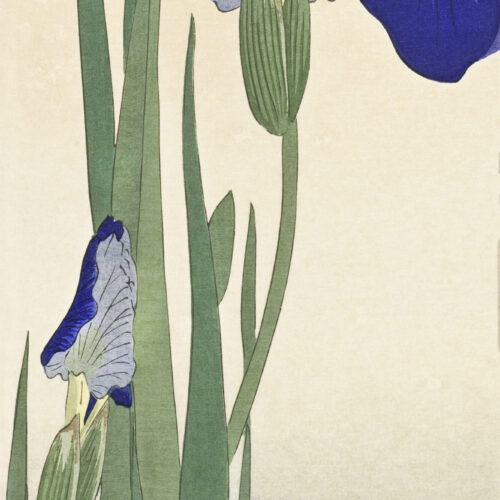 Blue Irises