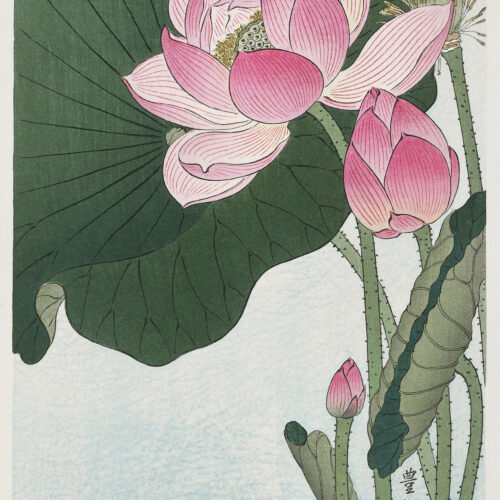 Blooming Lotus Flowers
