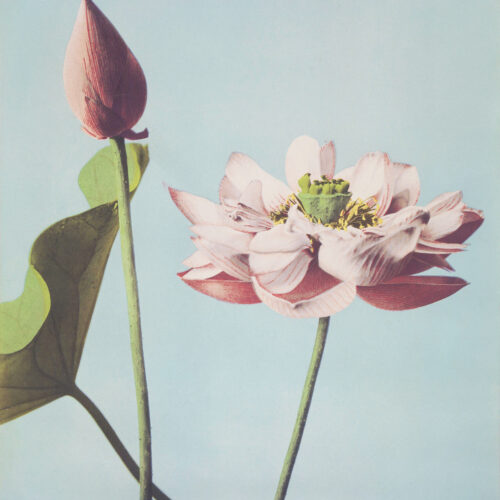 Lotus Flowers