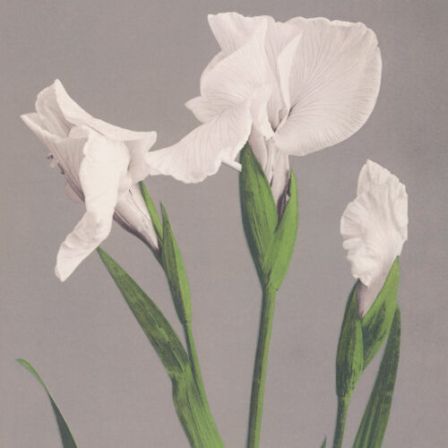 White Irises