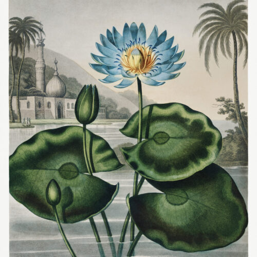 The Blue Egyptian Water-Lily
